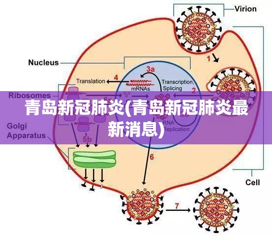 青岛新冠肺炎(青岛新冠肺炎最新消息)