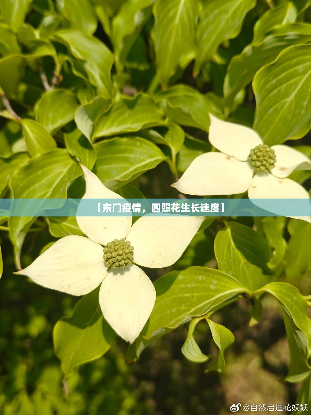 【东门疫情，四照花生长速度】