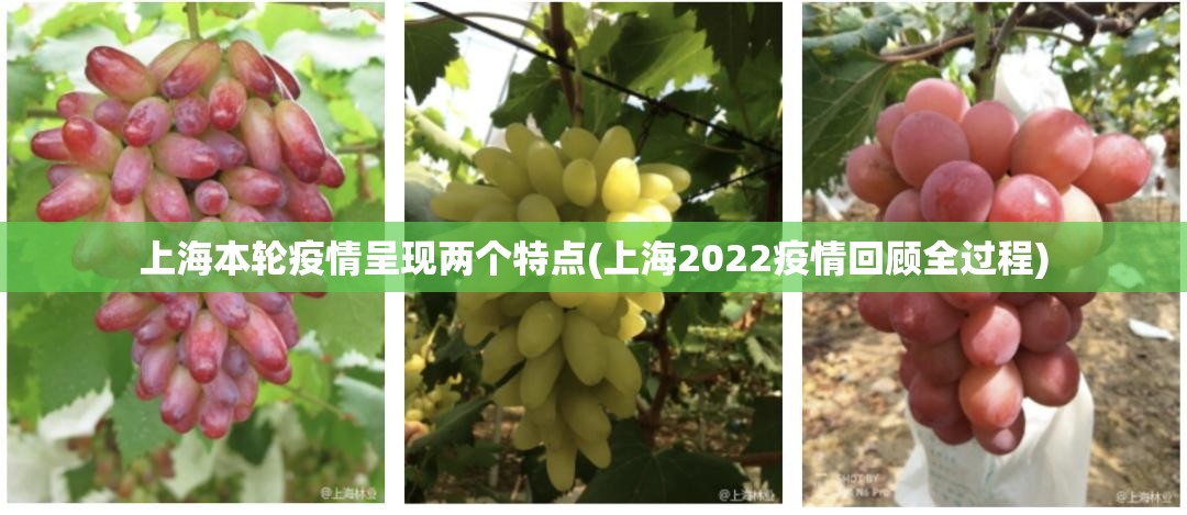 上海本轮疫情呈现两个特点(上海2022疫情回顾全过程) 上海本轮疫情呈现两个特点(上海2022疫情回顾全过程)