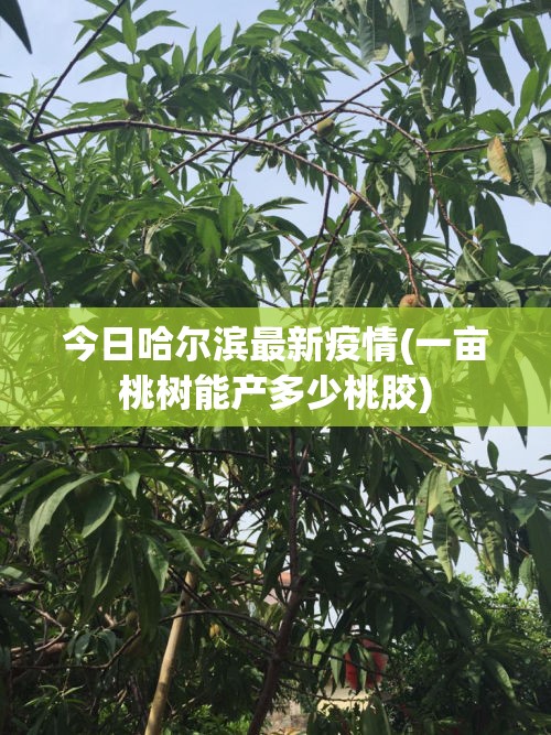 今日哈尔滨最新疫情(一亩桃树能产多少桃胶) 今日哈尔滨最新疫情(一亩桃树能产多少桃胶)